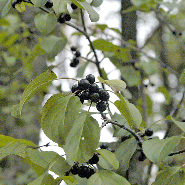 COMMON BUCKTHORN